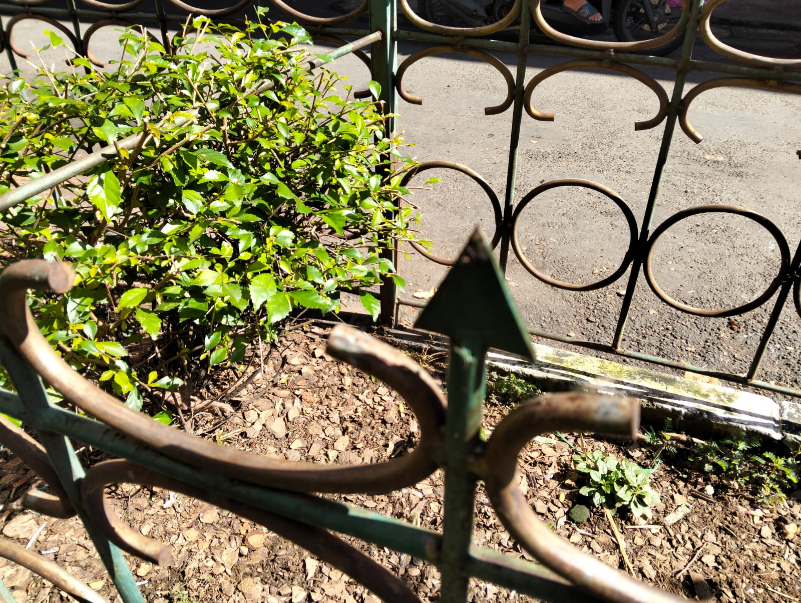 Lemparkan Kucing dari Lantai Atas hingga Mati, Perempuan Pedagang Pasar di Sukoharjo Terjerat Pidana